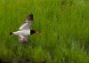 oyster-catcher.jpg