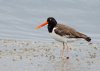 oyster-catcher2.jpg