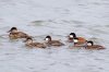 ruddy-ducks.jpg