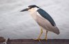 black-crowned-night-heron2.jpg