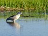 black-crowned-night-heron.jpg