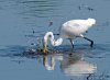 great-egret-2.jpg