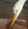 great-egret.jpg