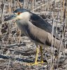 black-crowned-night-heron.jpg