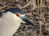 black-crowned-night-heron2.jpg