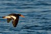 oyster-catcher.jpg