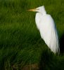 great-egret.jpg