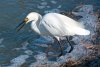 snowy-egret.jpg