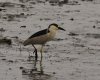 Black Crowned Night Heron RS.jpg