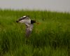 Oyster Catcher #2 RS.jpg