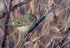 ruby-crowned-kinglet.jpg