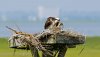 osprey-and-chick2.jpg