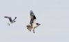 gull-and-osprey.jpg