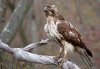 red-tail-hawk.jpg