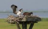 osprey-with-fish-stuck-to-talons.jpg