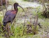 glossy-ibis.jpg