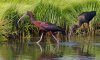 glossy-ibis.jpg