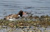 oyster-catcher.jpg