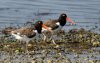 oyster-catchers.jpg