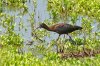 glossy-ibis.jpg