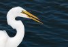 great-egret-fishing2.jpg