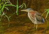 green-heron.jpg