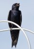 male-purple-martin.jpg