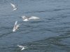 tern-feeding-frenzy.jpg