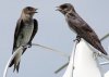 female-purple-martin.jpg