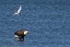 tern-harassing-bald-eagle.jpg