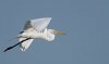 great-egret-flight.jpg