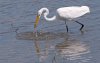 great-egret-with-fish.jpg