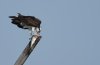 osprey-with-fish.jpg