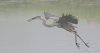 Heron-with-eel.jpg