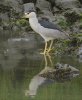 black-crowned-night-heronon-rocks.jpg