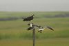 gull-checking-out-the-catch.jpg