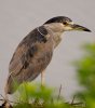 BC-night-heron.jpg