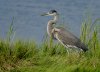 great-blue-heron.jpg