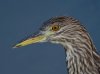 immature-black-crowned-night-heron.jpg