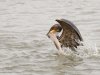 cormorant-grabs-a-shark.jpg