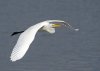 great-egret.jpg