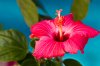 Hibiscus.jpg
