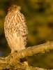 coopers-hawk-in-the-morning light.jpg