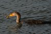 cormorant-with-2-fish.jpg