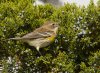 warbler-and-berries.jpg