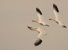 snow-geese.jpg