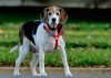 BJ-beagle-mix.jpg