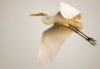 dreamy-egret.jpg