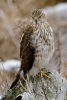 juvy-coopers-hawk.jpg