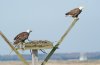 bald-eagles in osprey nest.jpg